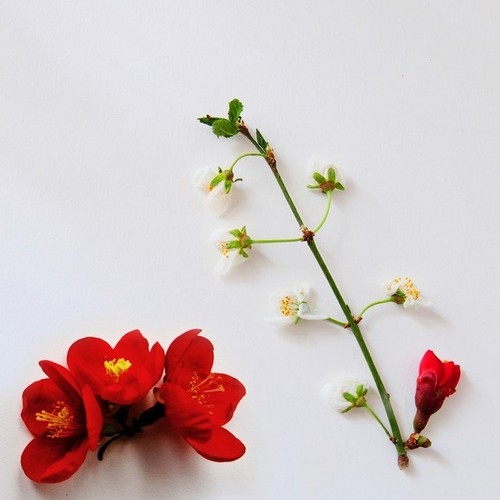 دانلود آهنگ Chris James با نام Roses   