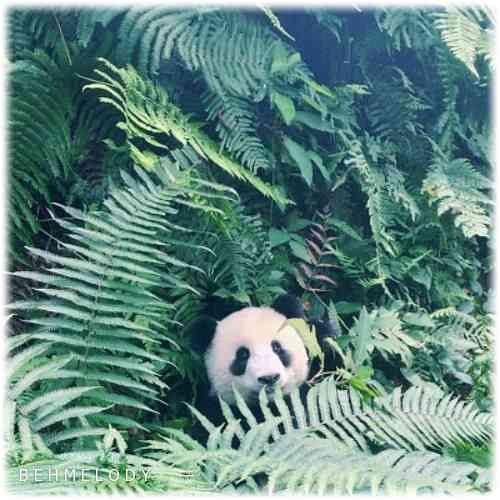 دانلود آهنگ شنیدنی Bassti Lofi به نام Panda   
